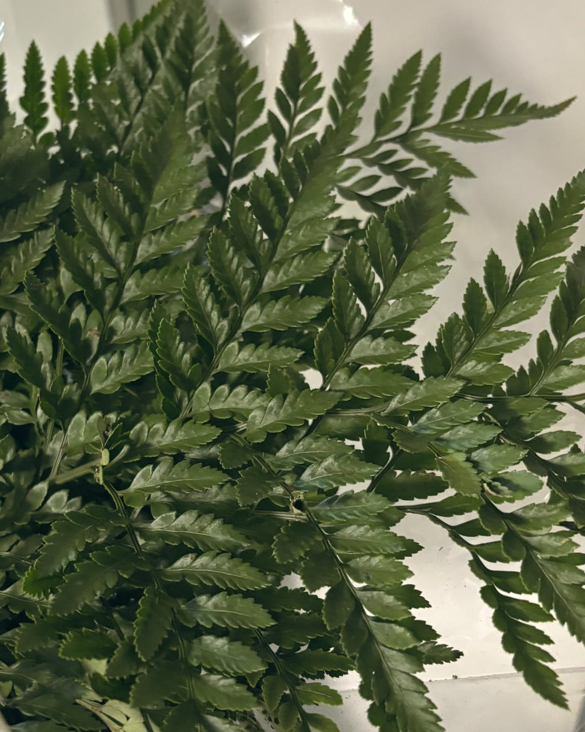 Leatherleaf fern fronds ready to be added to a bouquet