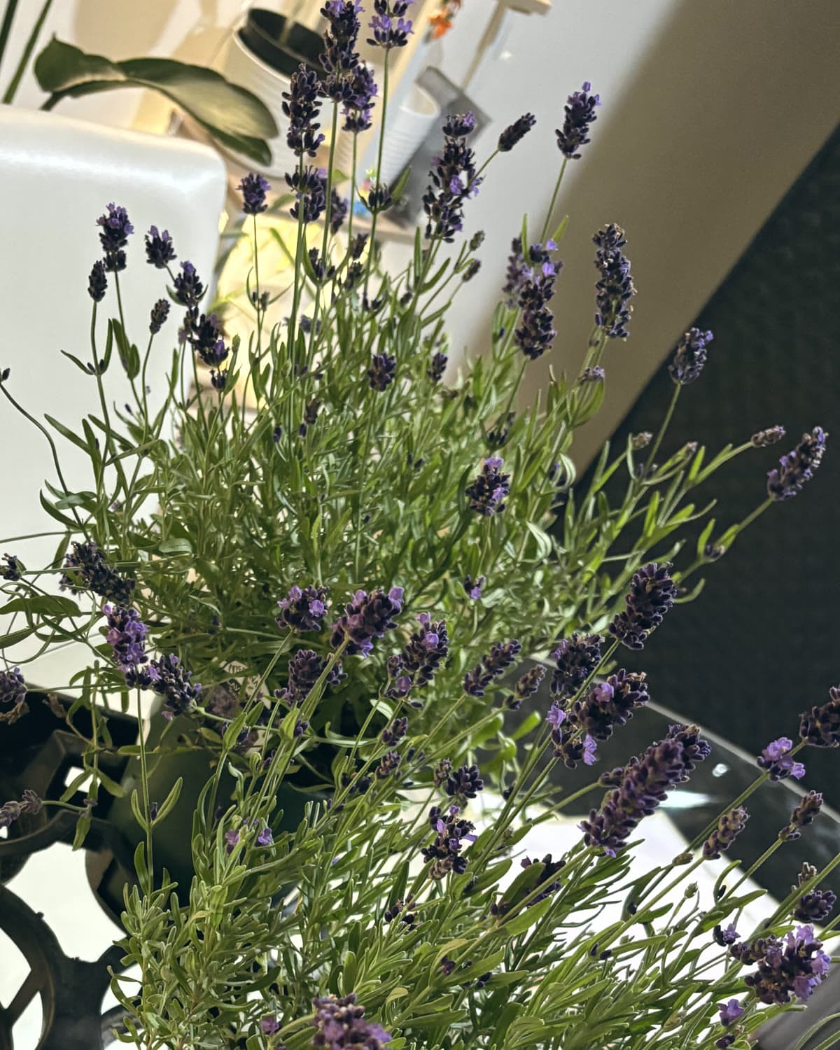 Fresh lavender stems waiting to be cut for an arrangement