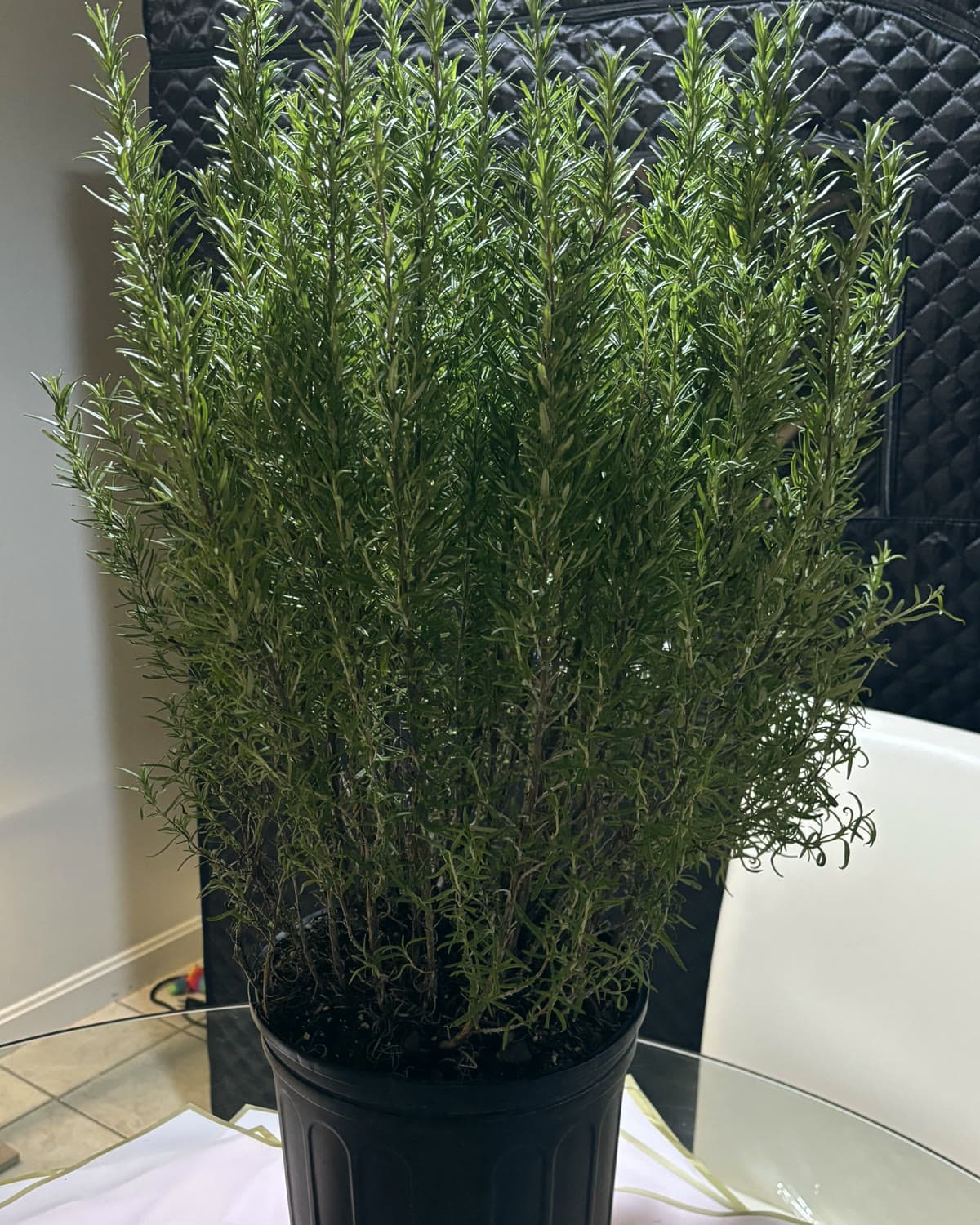 A tall pot of fresh rosemary, used in scented garden-style designs